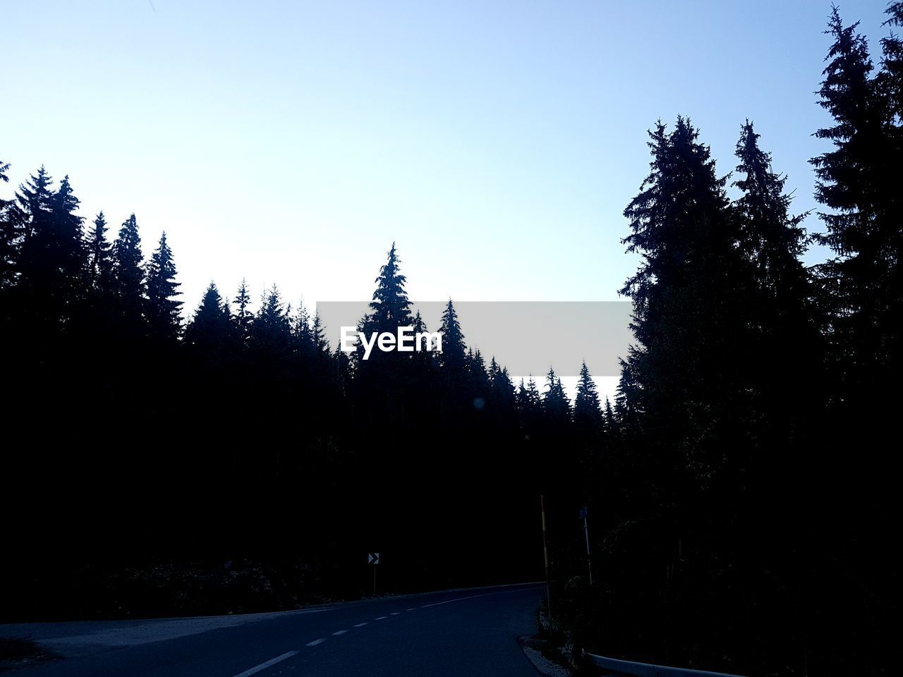 TREES AGAINST SKY