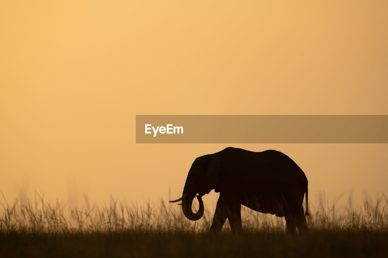 SILHOUETTE OF HORSE ON FIELD DURING SUNSET