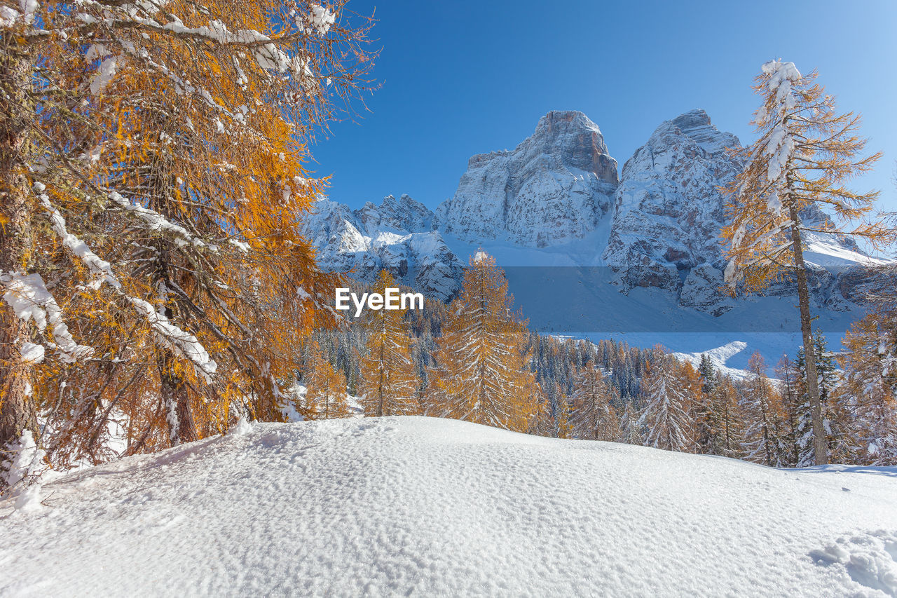 Mount pelmo and autumn colored larch that comes out behind a snowdrift