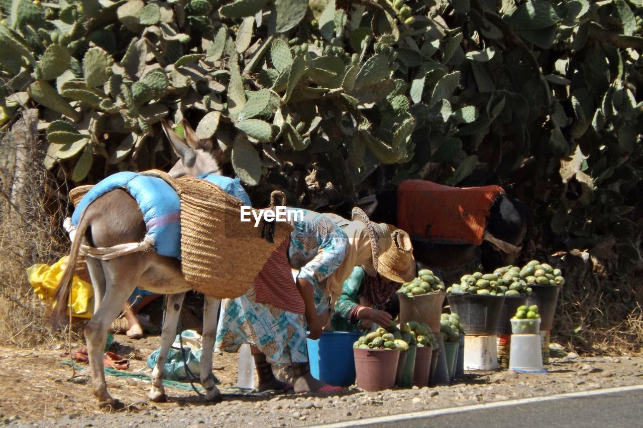 MAN WORKING WITH PLANTS IN FOREGROUND