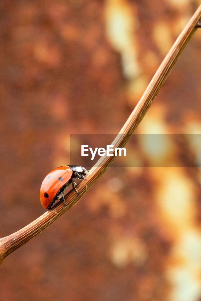 animal themes, animal, animal wildlife, one animal, close-up, insect, macro photography, focus on foreground, branch, wildlife, ladybug, beetle, nature, no people, leaf, outdoors, day