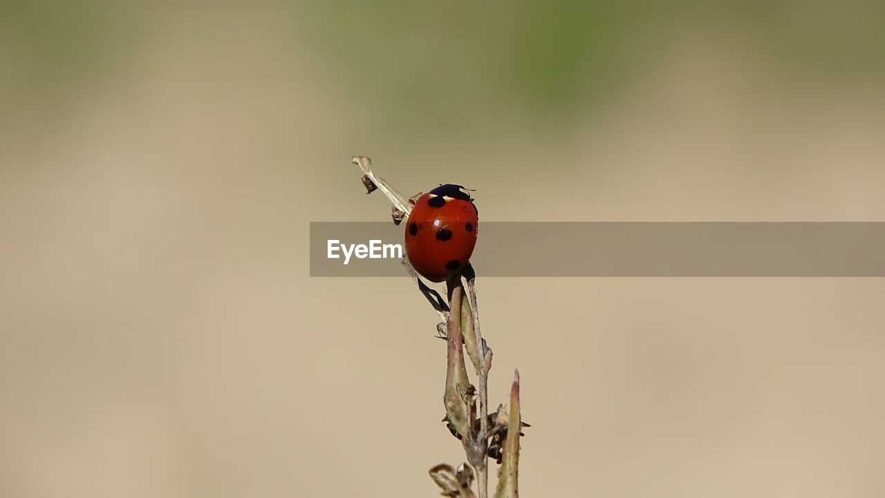 animal themes, animal wildlife, insect, animal, wildlife, one animal, close-up, macro photography, nature, focus on foreground, ladybug, beetle, red, beauty in nature, no people, plant, flower, animal wing, outdoors, branch, perching, macro, plant stem, day, copy space, environment, full length