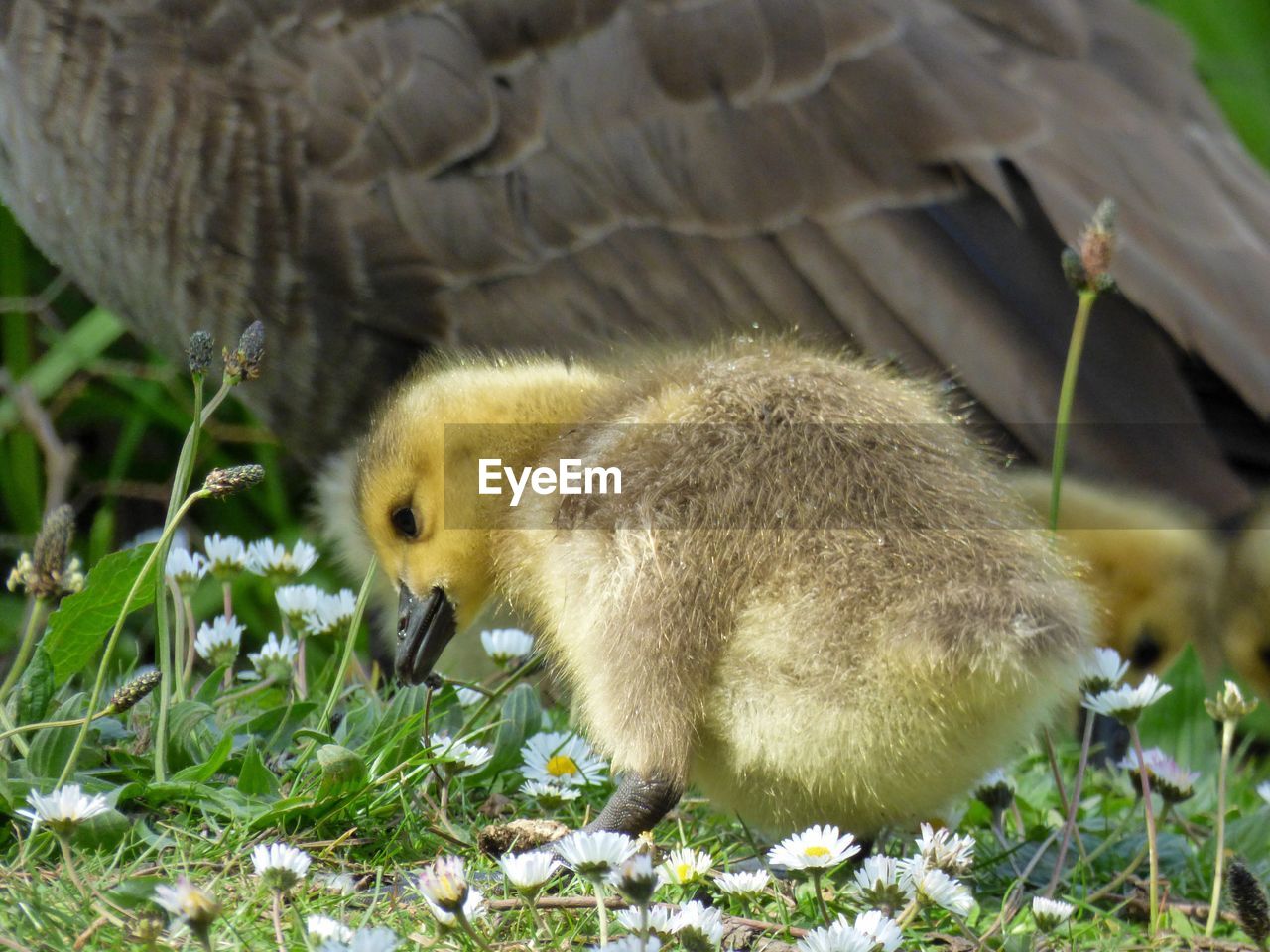 Close-up of a gosling