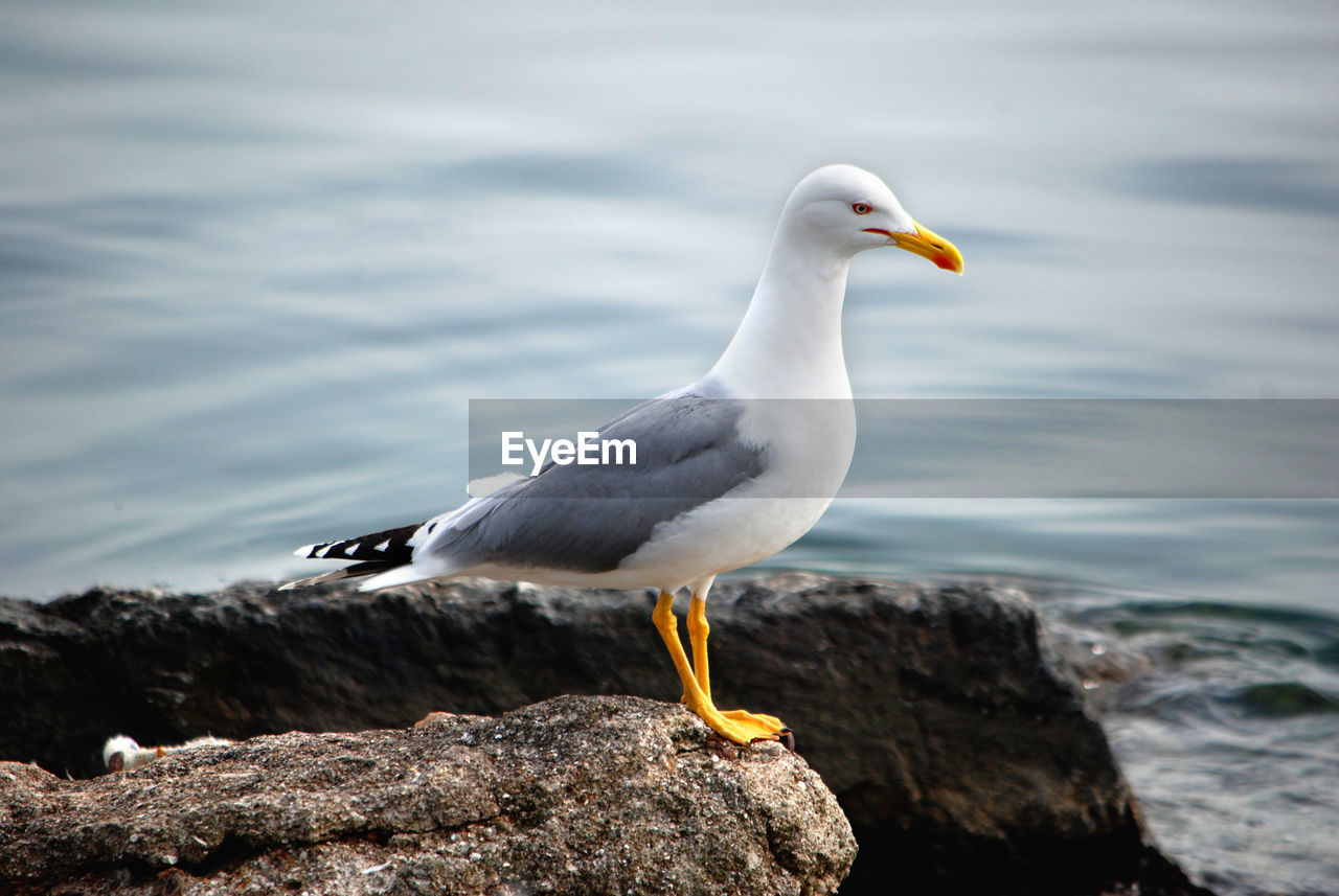 SEAGULL PERCHING ON ROCK IN SEA