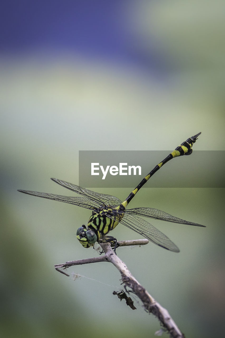 CLOSE-UP OF A DRAGONFLY ON TWIG