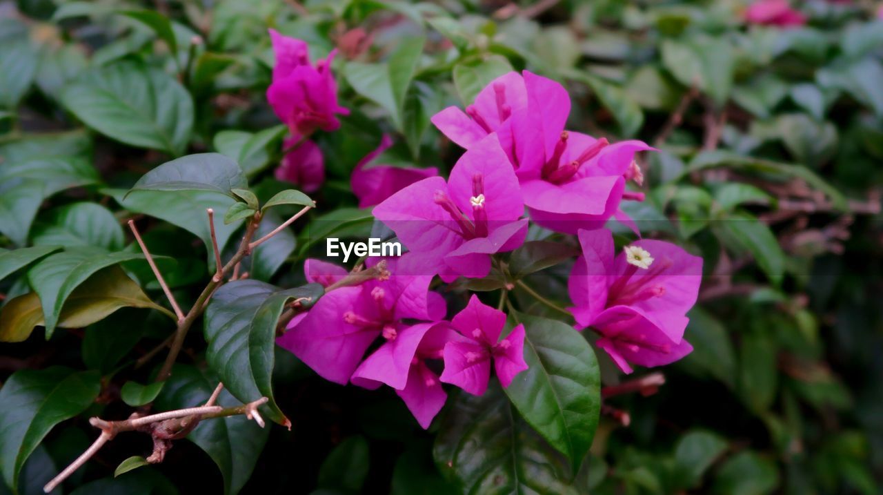 CLOSE-UP OF BOUGAINVILLEA BLOOMING OUTDOORS