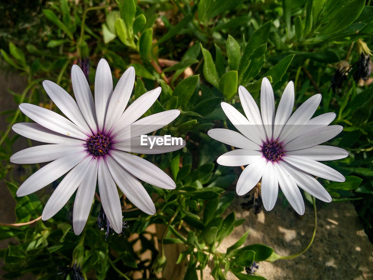 Close-up of white flowers blooming outdoors