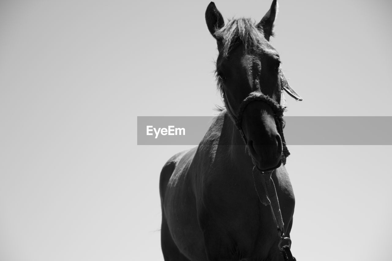 LOW ANGLE VIEW OF HORSE AGAINST SKY