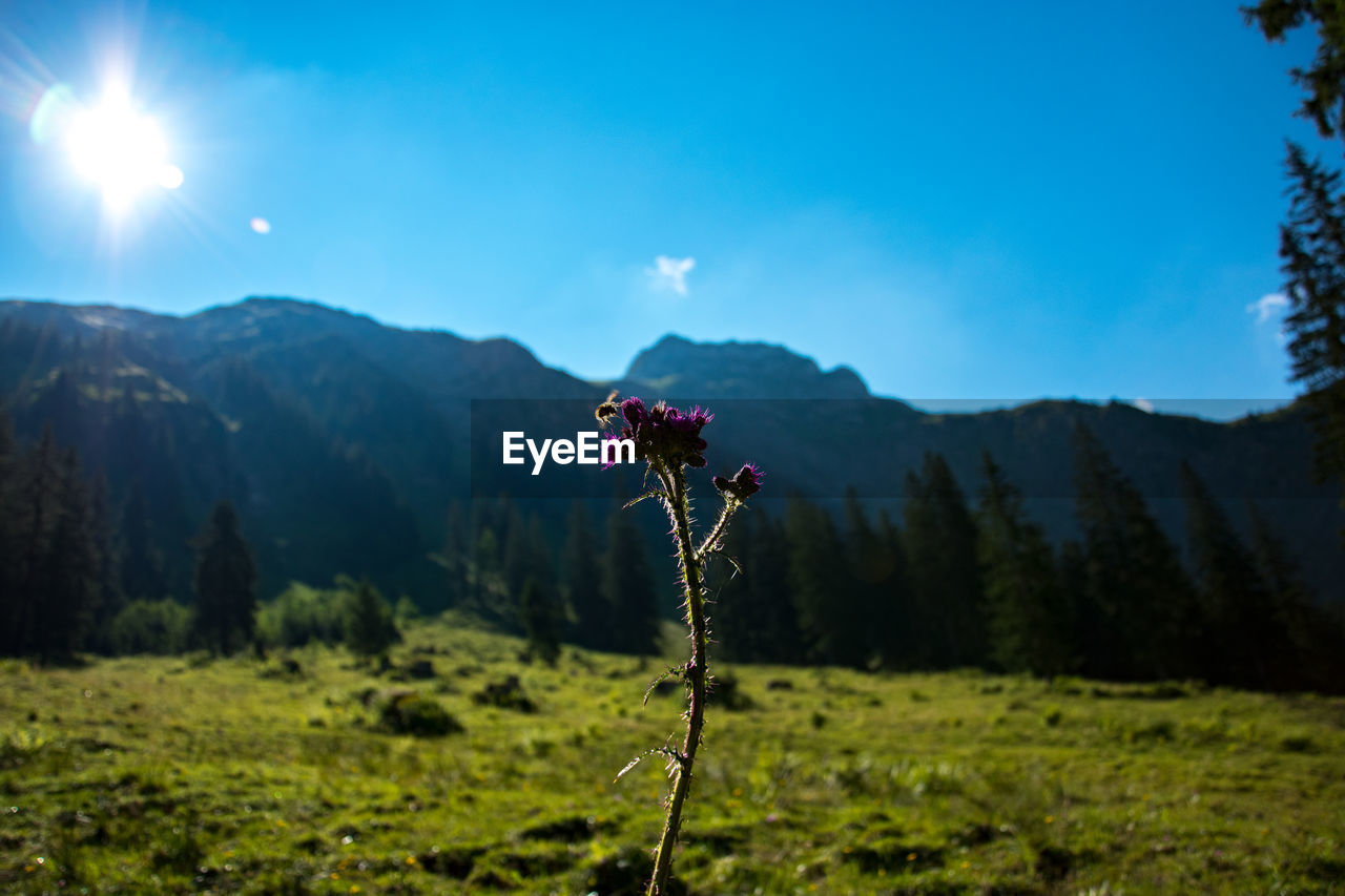 Scenic view of flowering trees on field against sky