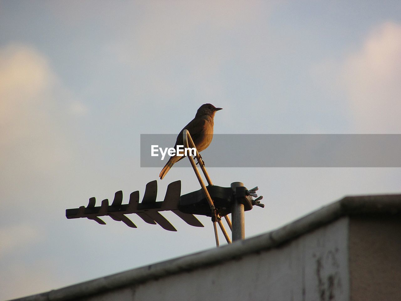 Low angle view of birds perching on roof against sky