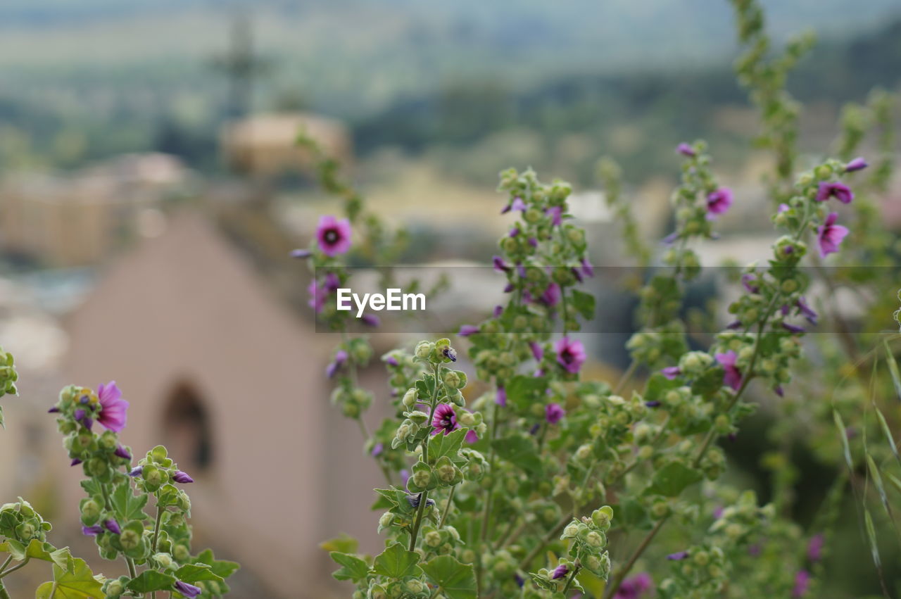 CLOSE-UP OF PURPLE FLOWERING PLANT