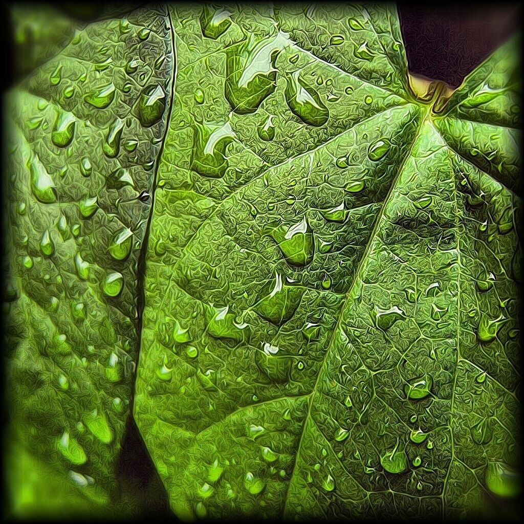 FULL FRAME SHOT OF LEAVES