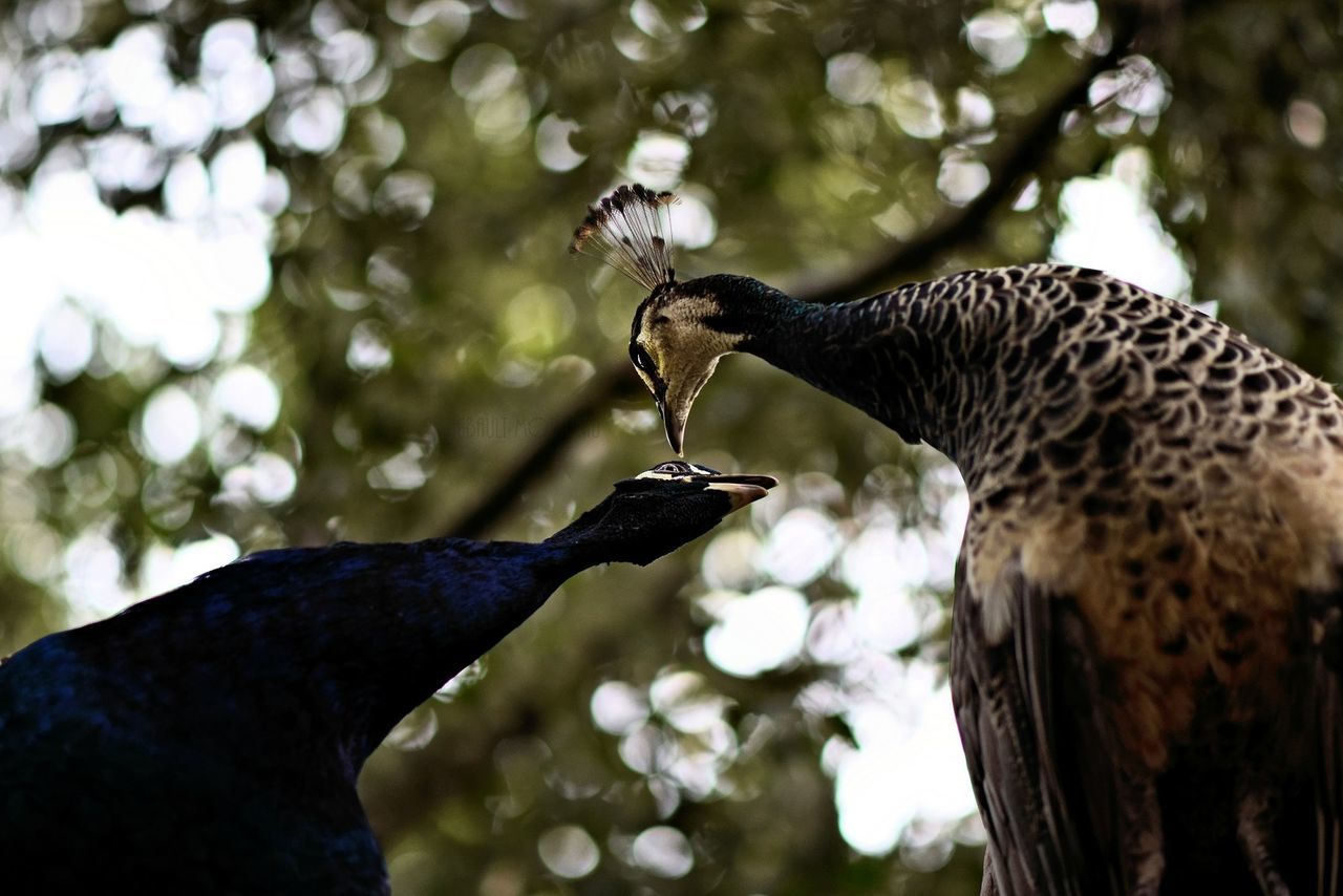 CLOSE-UP OF HAWK