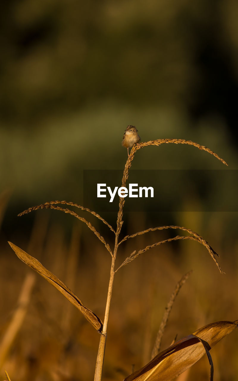 CLOSE-UP OF DRIED PLANT OUTDOORS