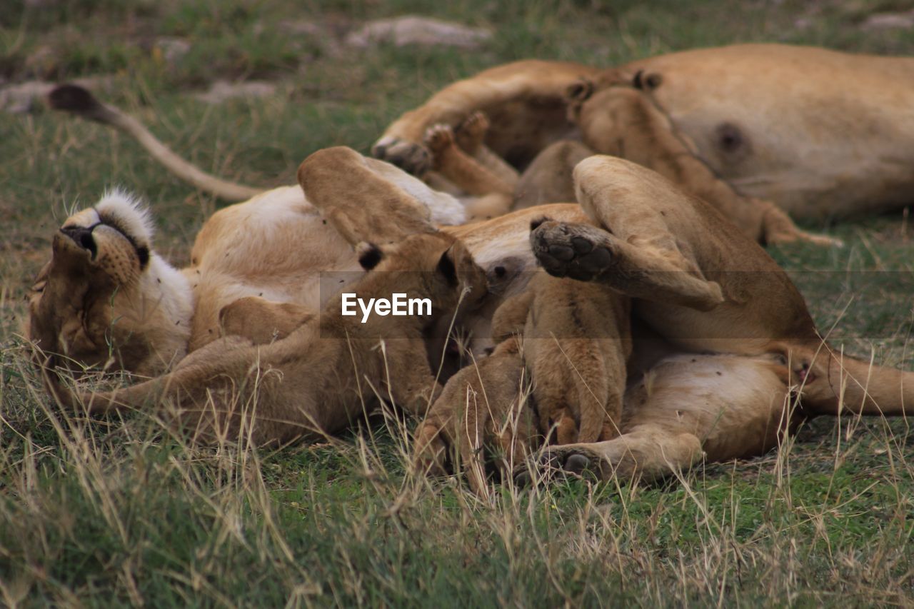 HERD OF SHEEP ON FIELD