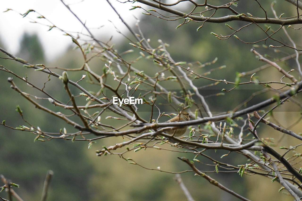 Close-up of bare tree branches during winter