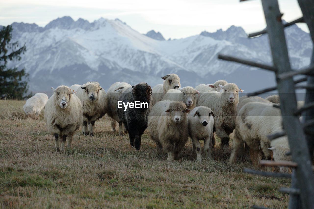 Sheep on landscape against sky