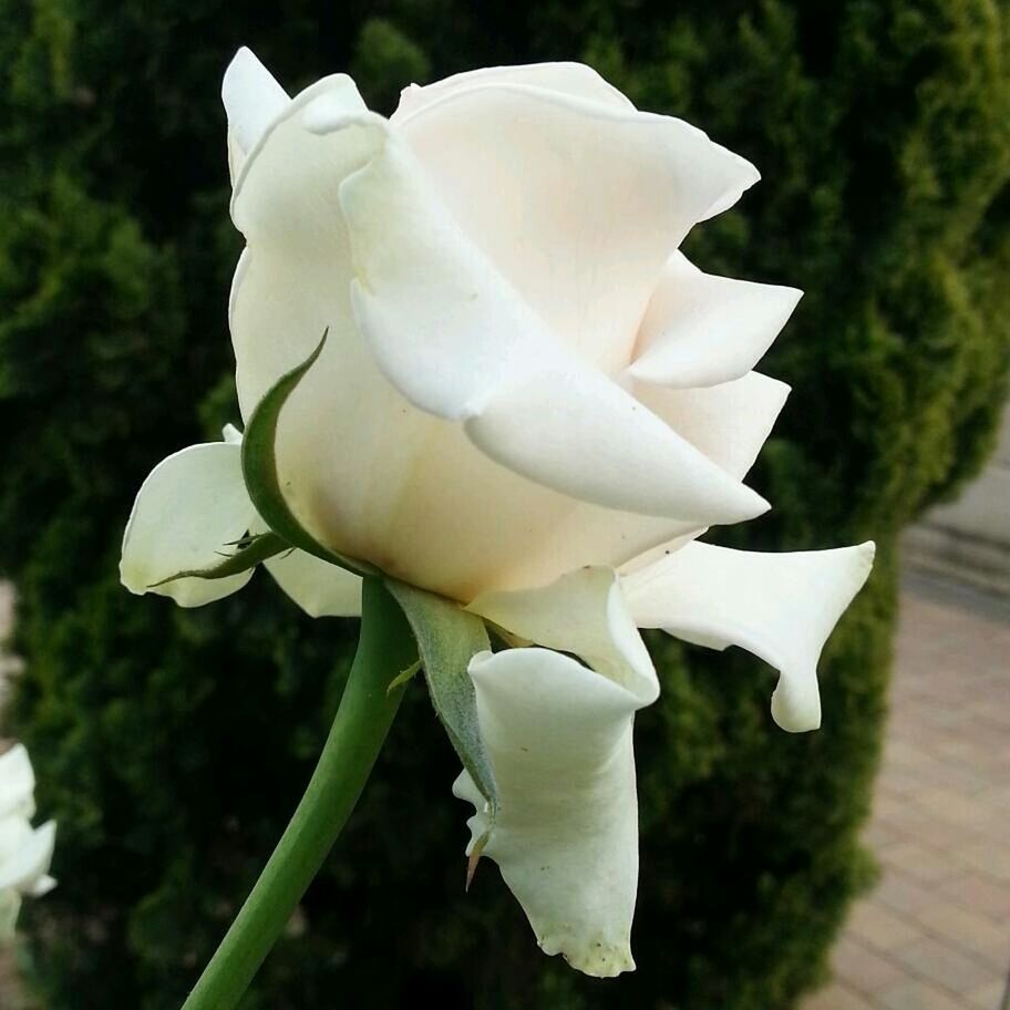 CLOSE-UP OF WHITE ROSE BLOOMING OUTDOORS