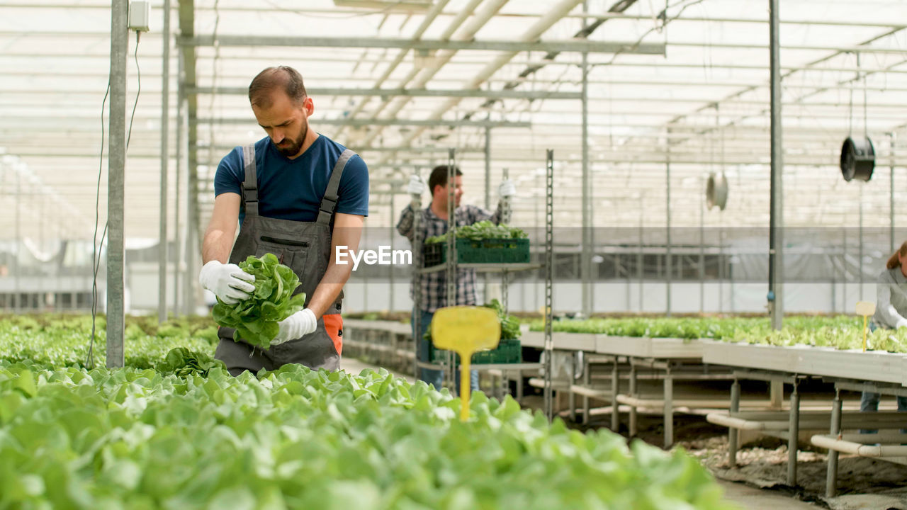 side view of young man using mobile phone while standing in greenhouse