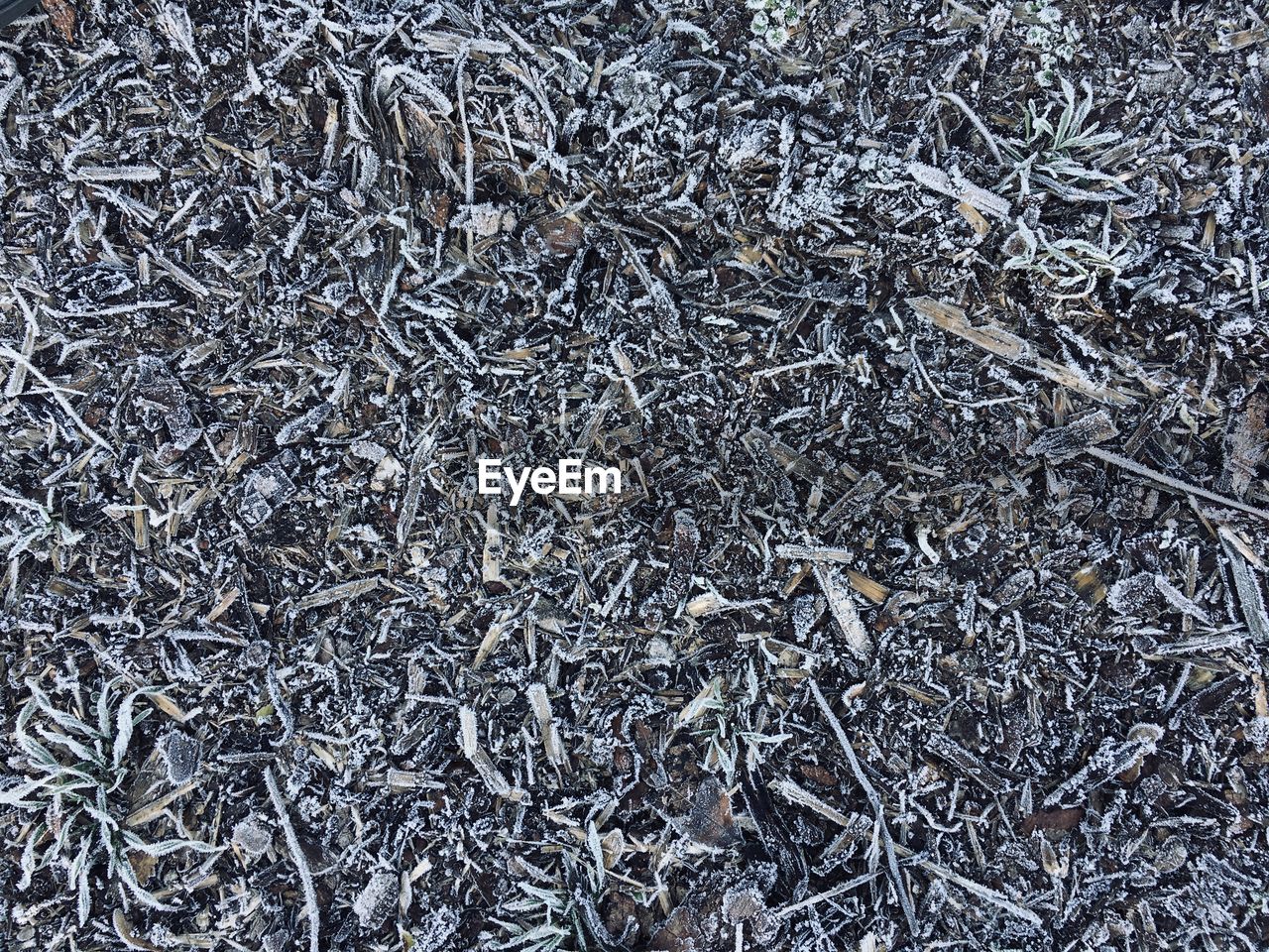 Full frame shot of dry plants on field