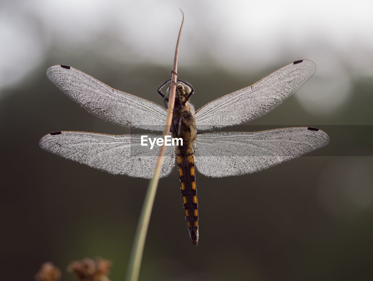 Close-up of dragonfly on twig