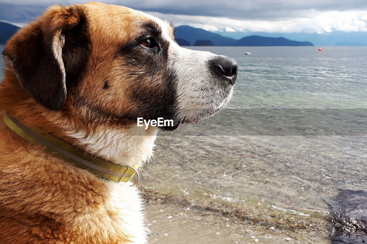 CLOSE-UP OF DOG AT SEA SHORE AGAINST SKY
