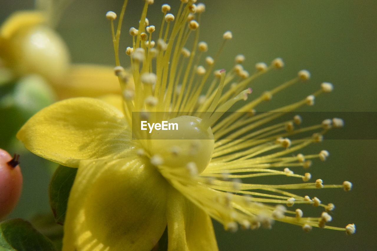 CLOSE-UP OF FLOWERING PLANT AGAINST BLURRED BACKGROUND