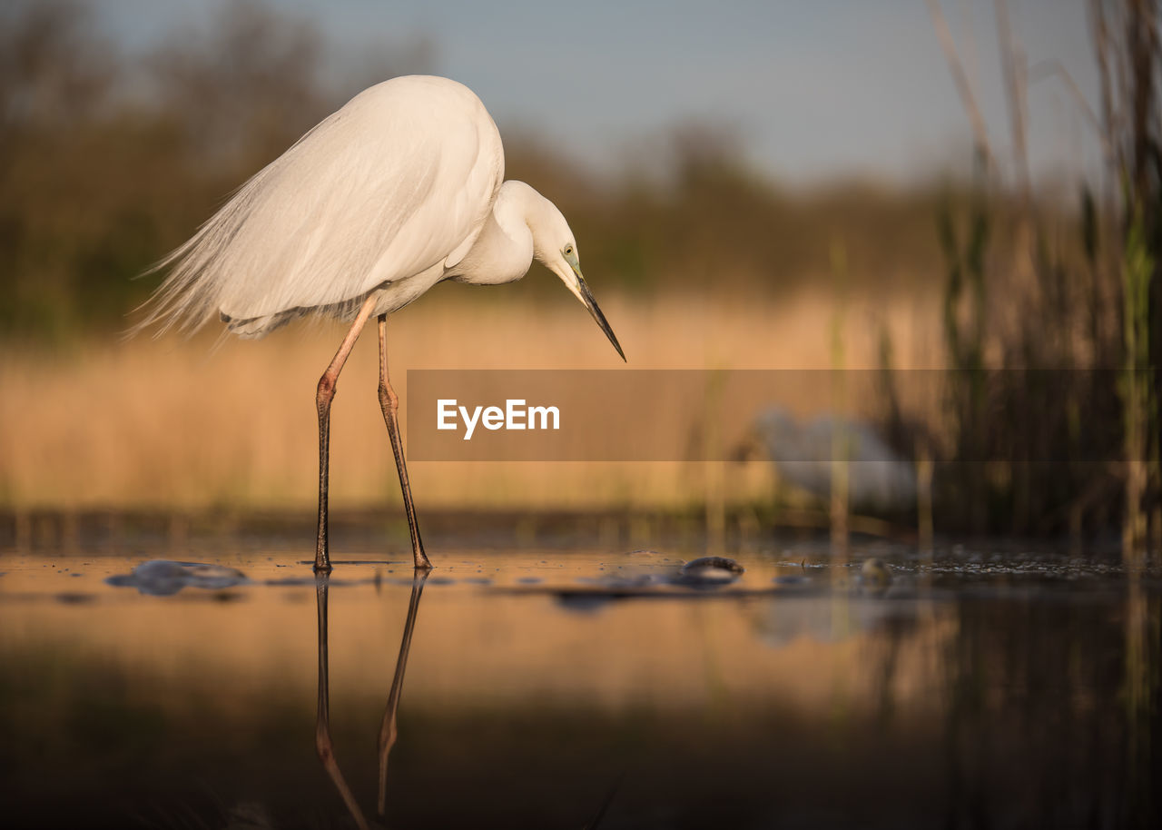 Great egret in lake