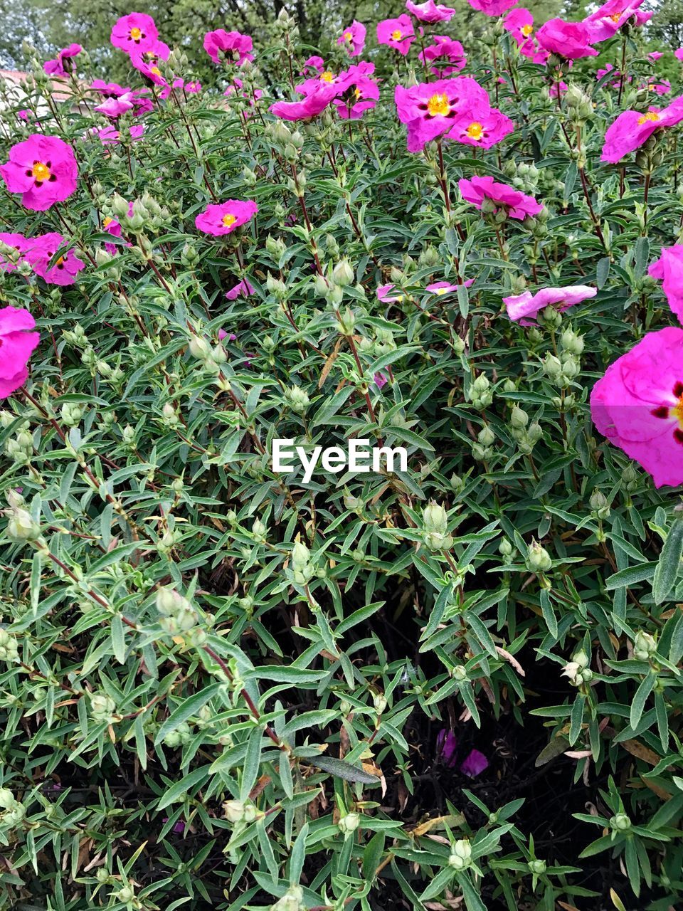 FULL FRAME SHOT OF FLOWERS