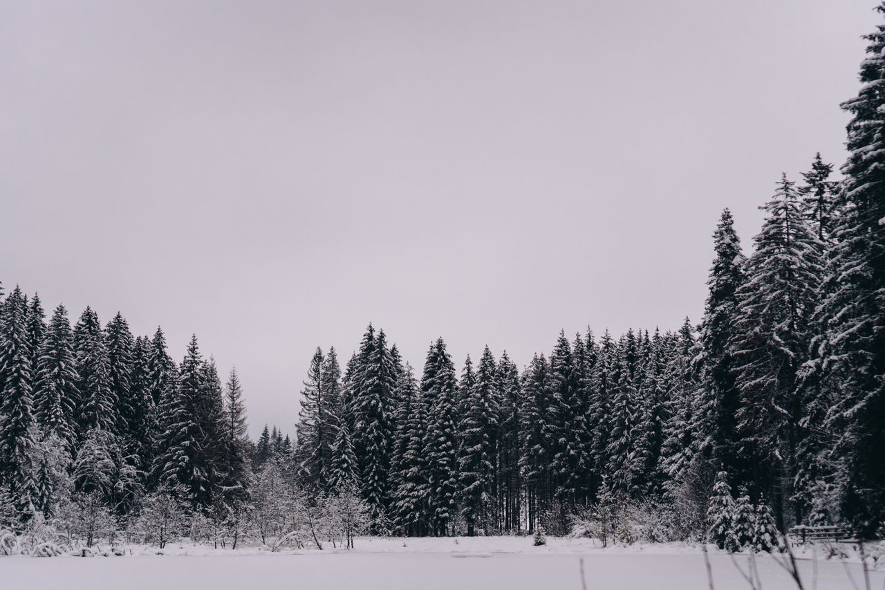 Pine trees on snowy field against sky during winter