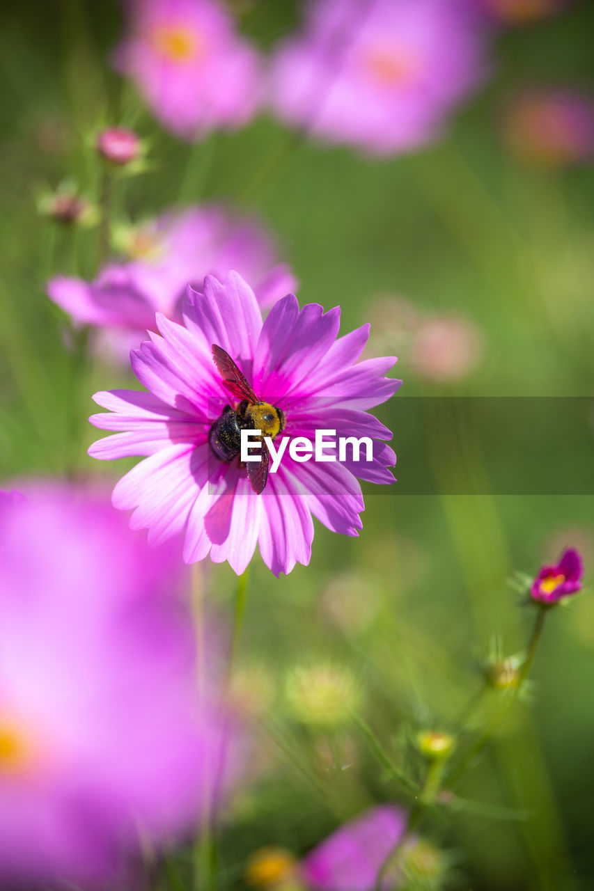 CLOSE-UP OF BEE POLLINATING ON PURPLE FLOWER