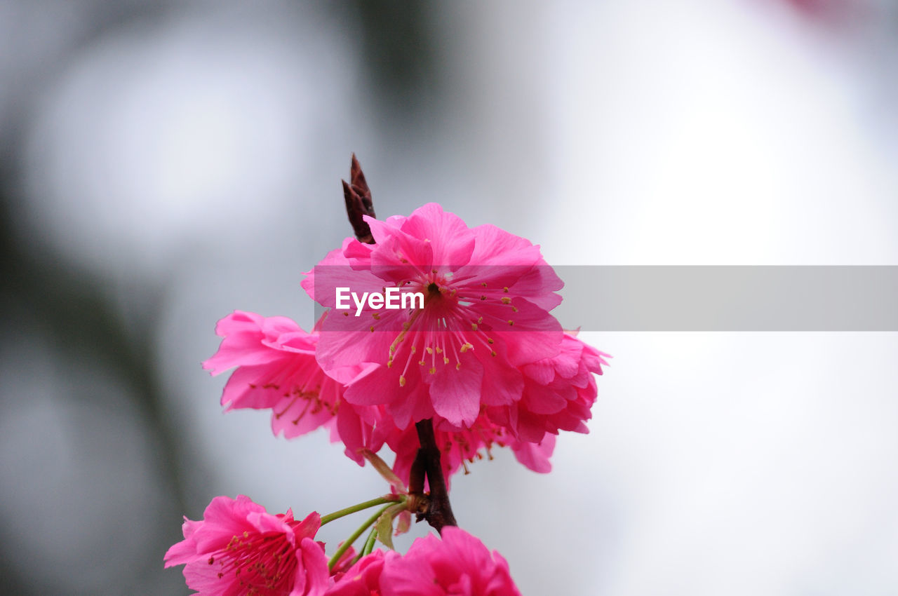 Close-up of pink plum blossoms blooming outdoors