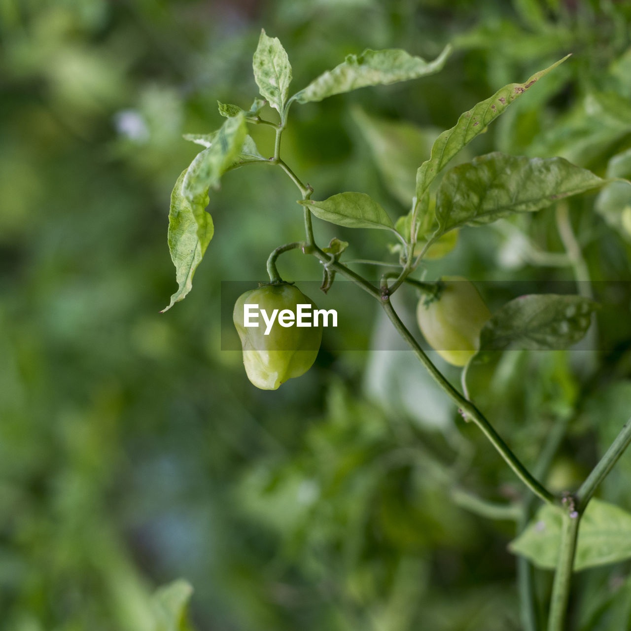 Close-up of berries growing on plant