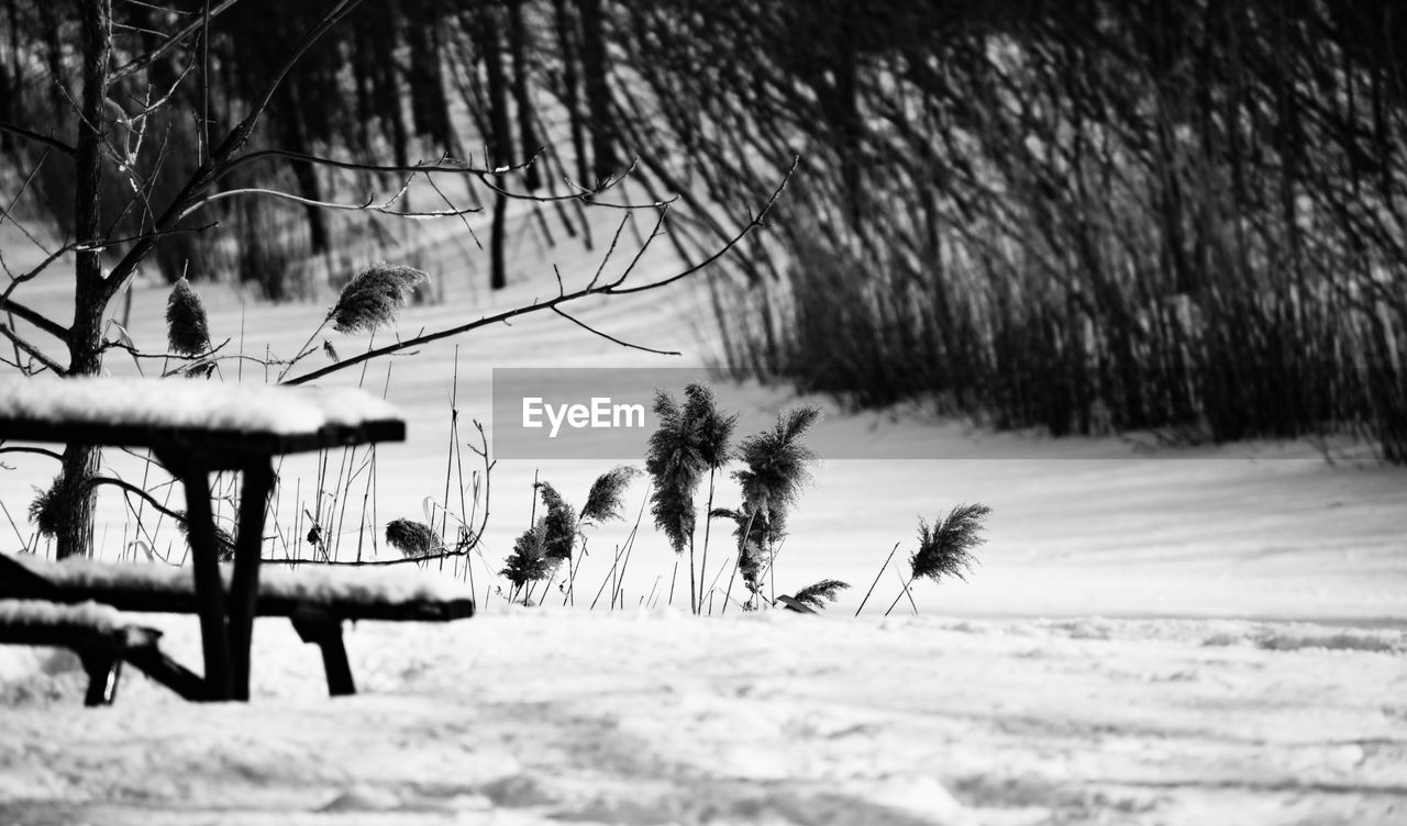 TREES ON SNOW FIELD