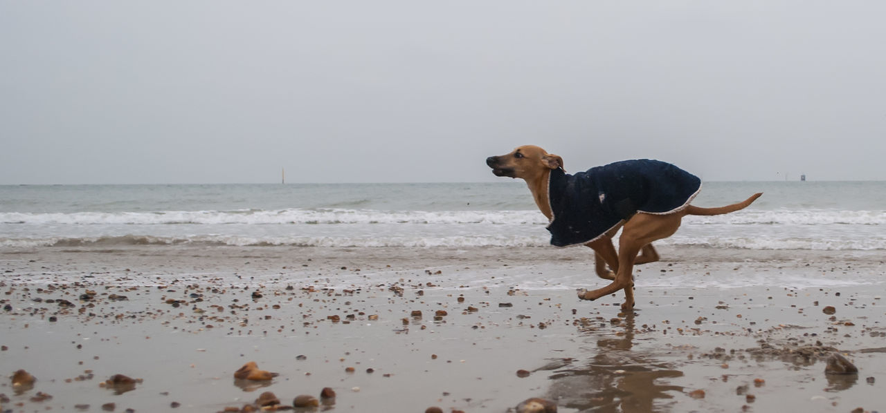 Dog on beach by sea against sky