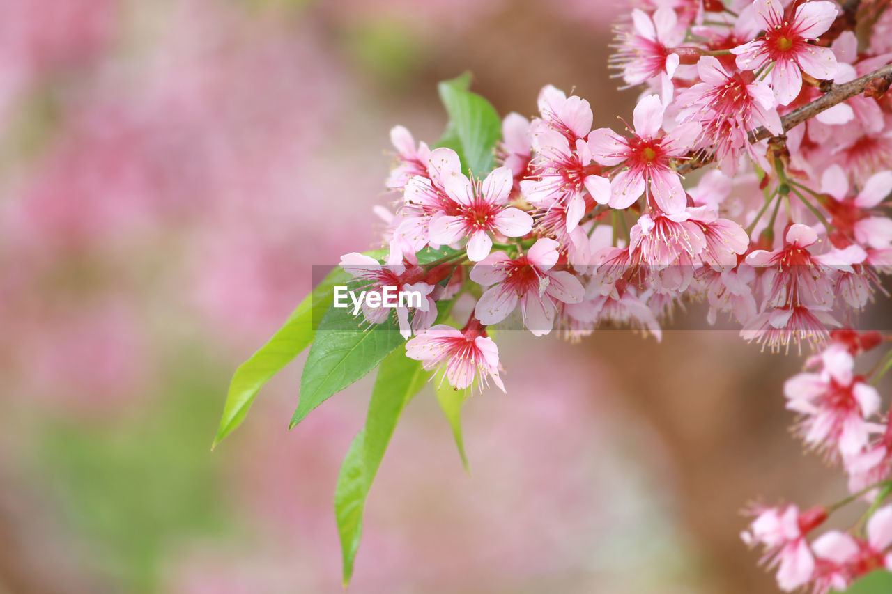 Pink cherry blossom in full bloom with soft blurred natural background