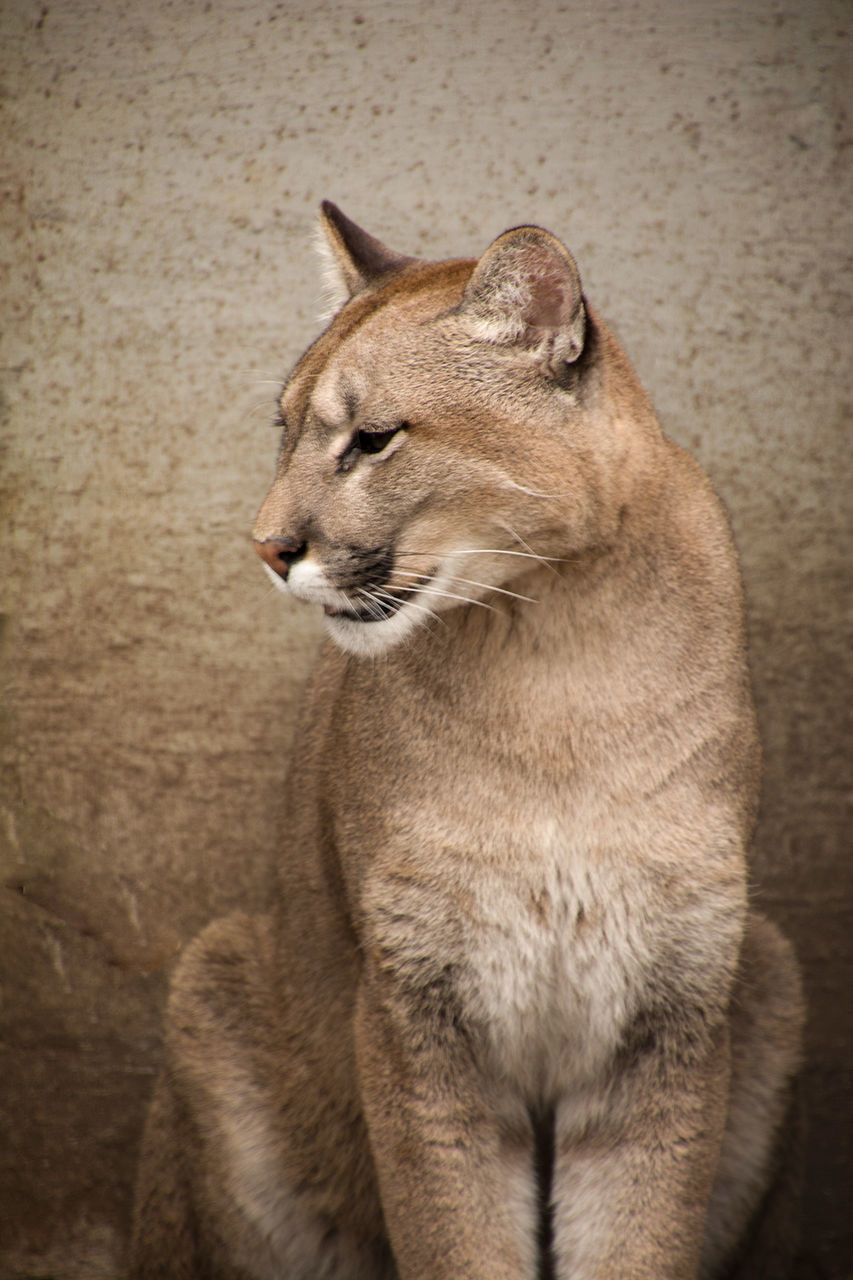 Puma looking away