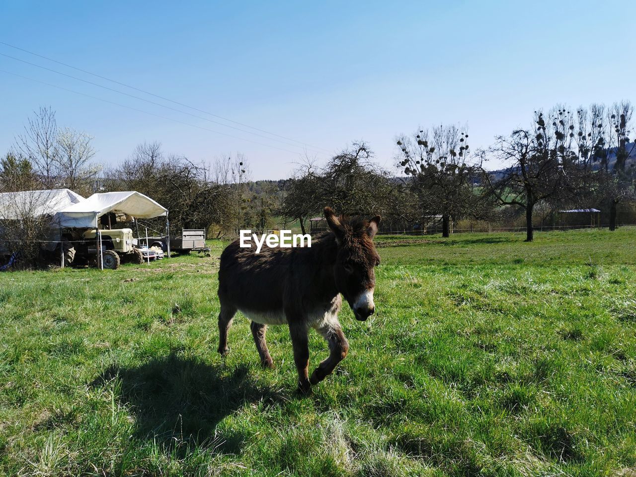 COWS IN THE FIELD