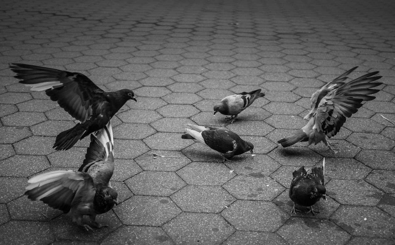 Pigeons on paving stone street