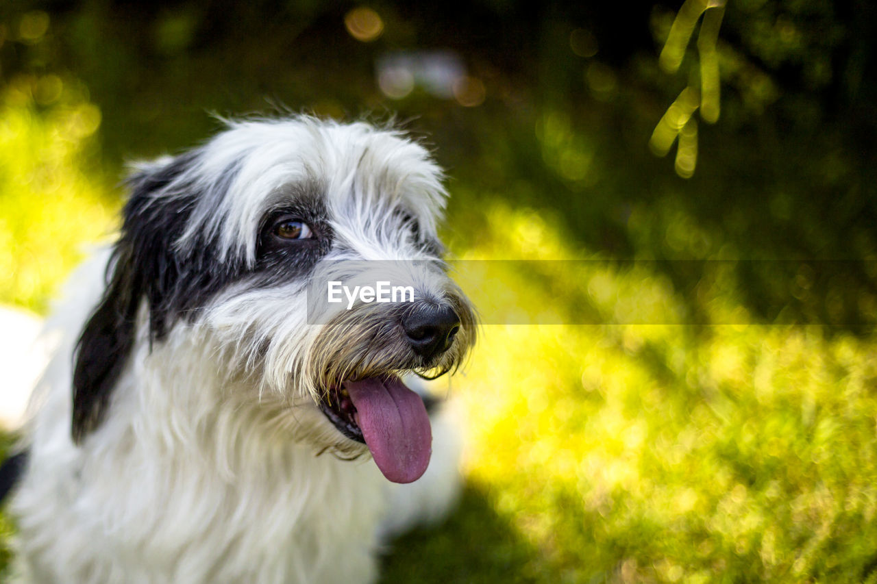 Close-up portrait of hairy dog