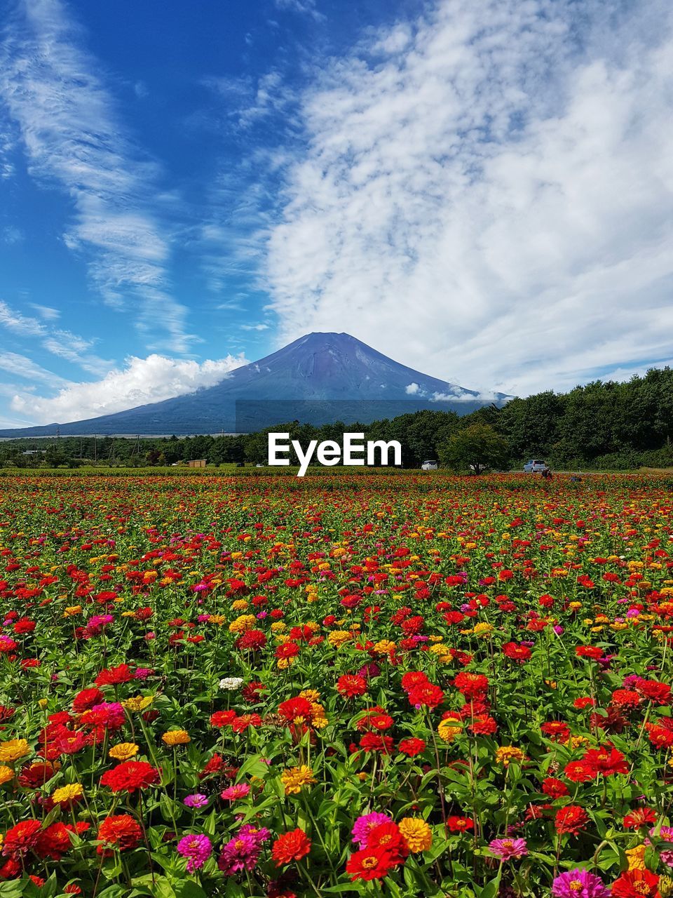 Scenic view of flowering plants on field against sky