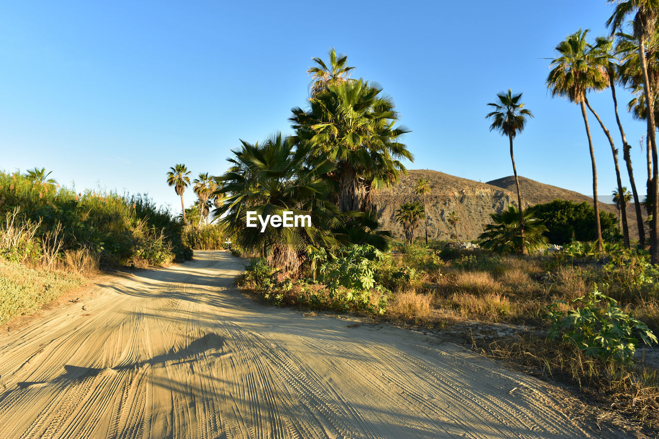 ROAD AMIDST TREES AND PLANTS AGAINST SKY