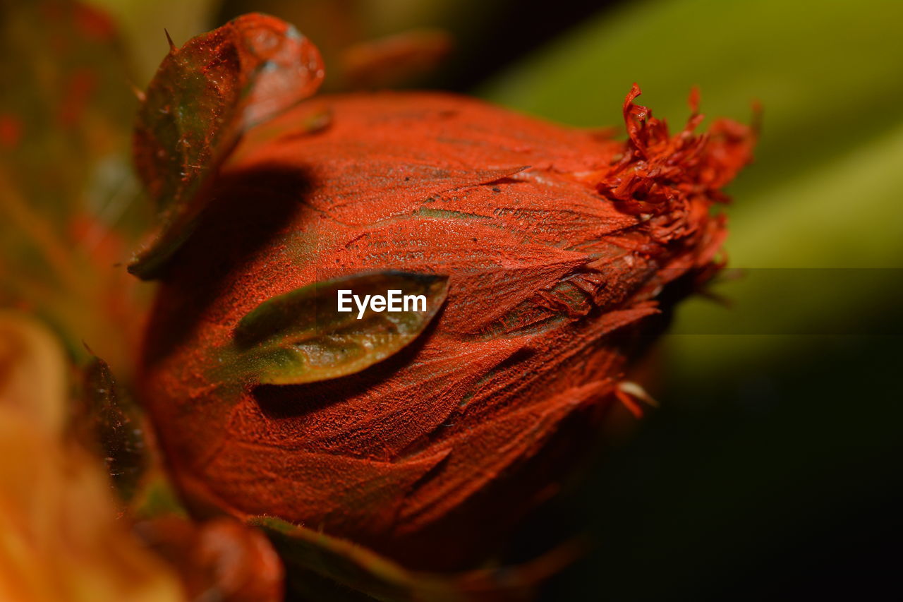 Close-up of red flower bud growing at park