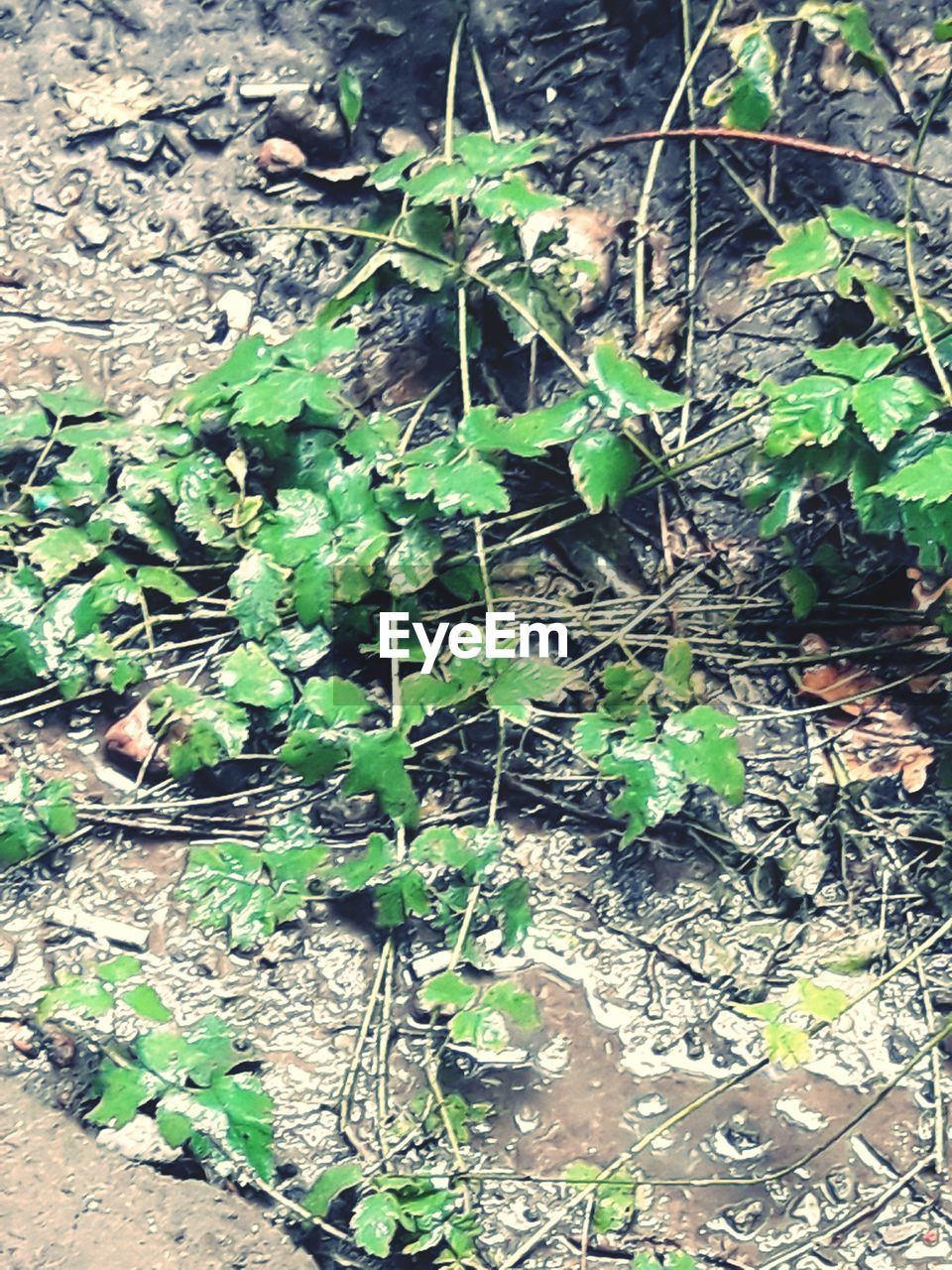 PLANTS GROWING ON TREE