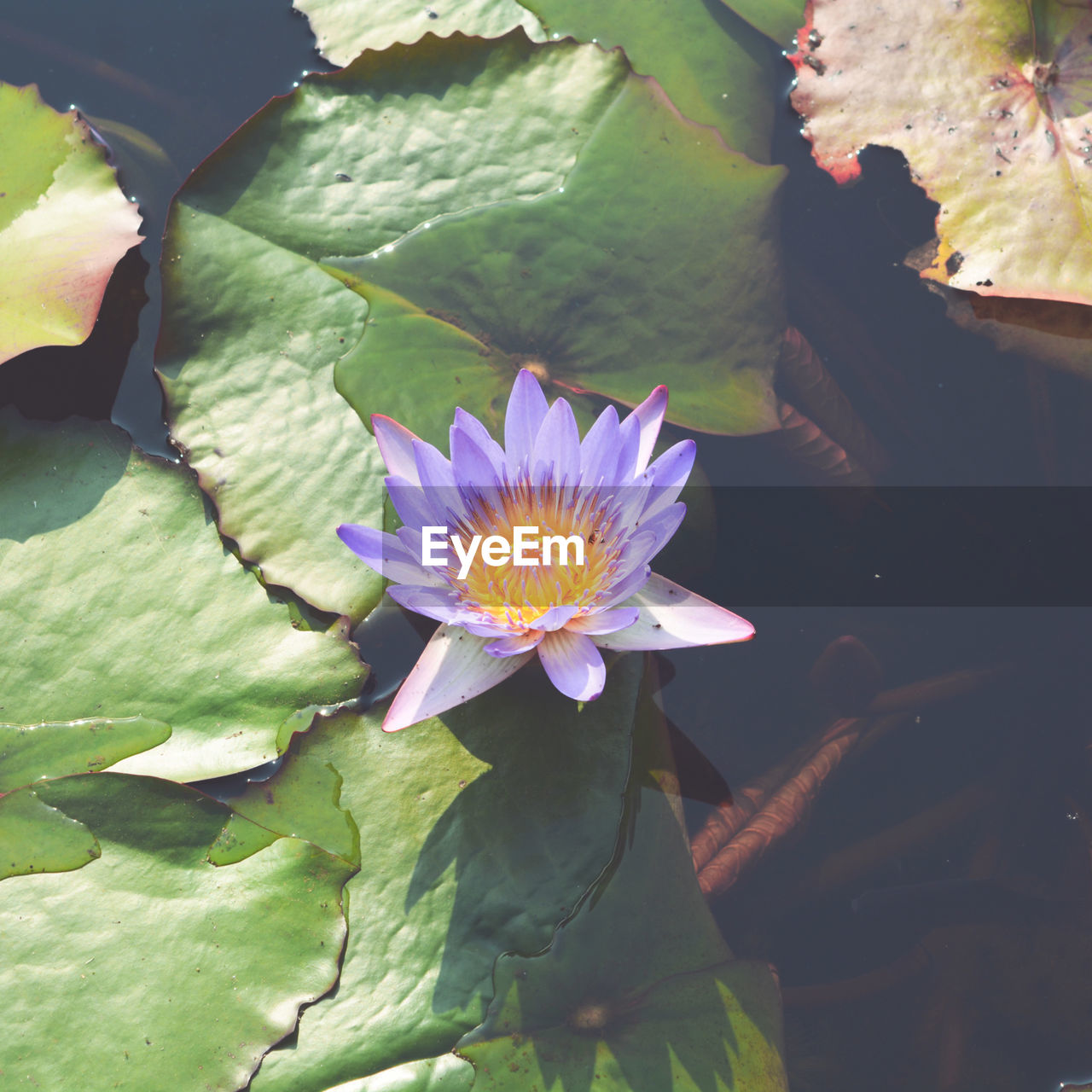 Beauty In Nature Close-up Floating Floating On Water Flower Flower Head Flowering Plant Fragility Freshness Growth Inflorescence Leaf Leaves Lotus Water Lily Nature No People Petal Plant Plant Part Pollen Pond Purple Vulnerability  Water Water Lily