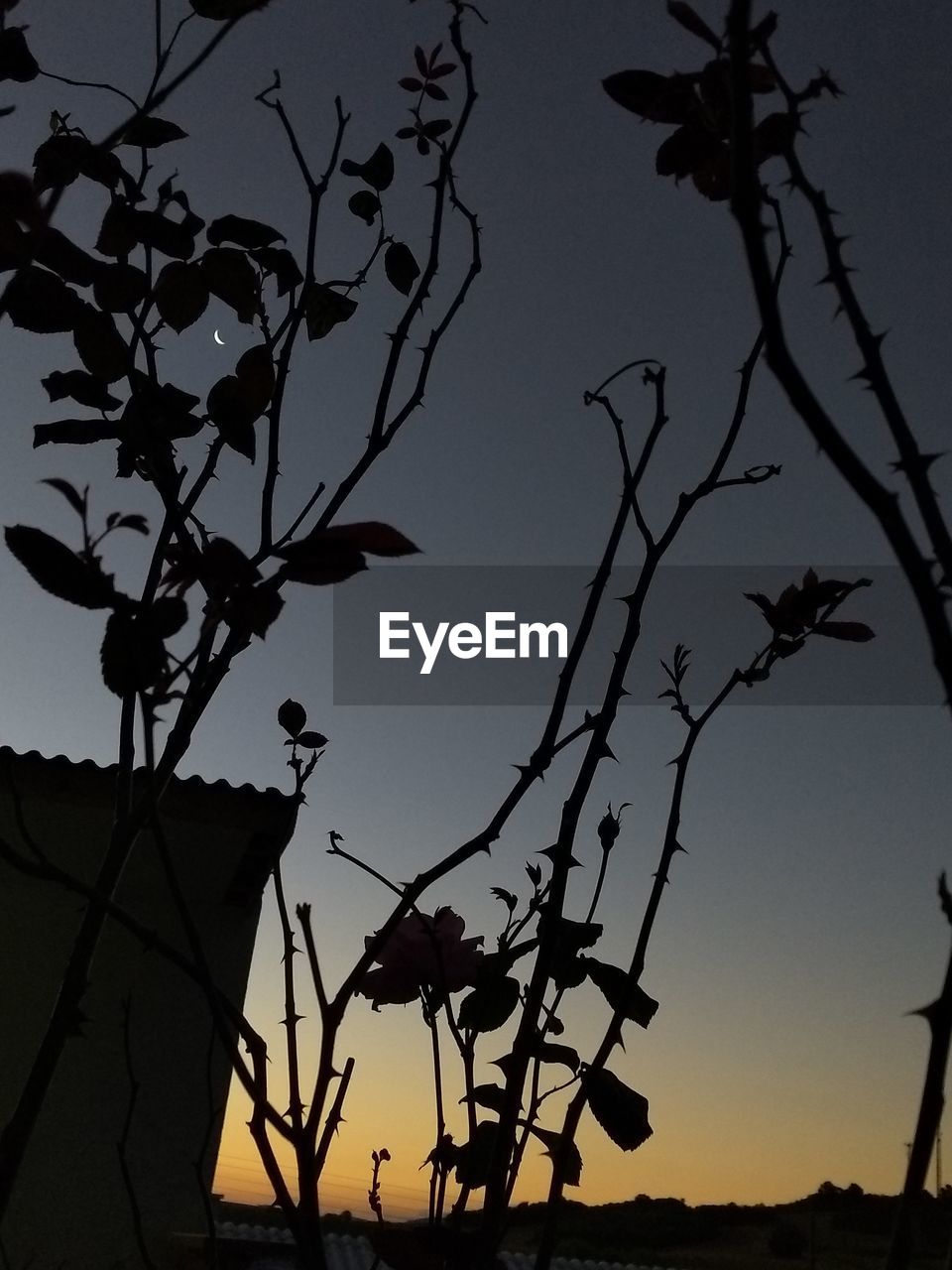 LOW ANGLE VIEW OF SILHOUETTE BARE TREE AGAINST SKY