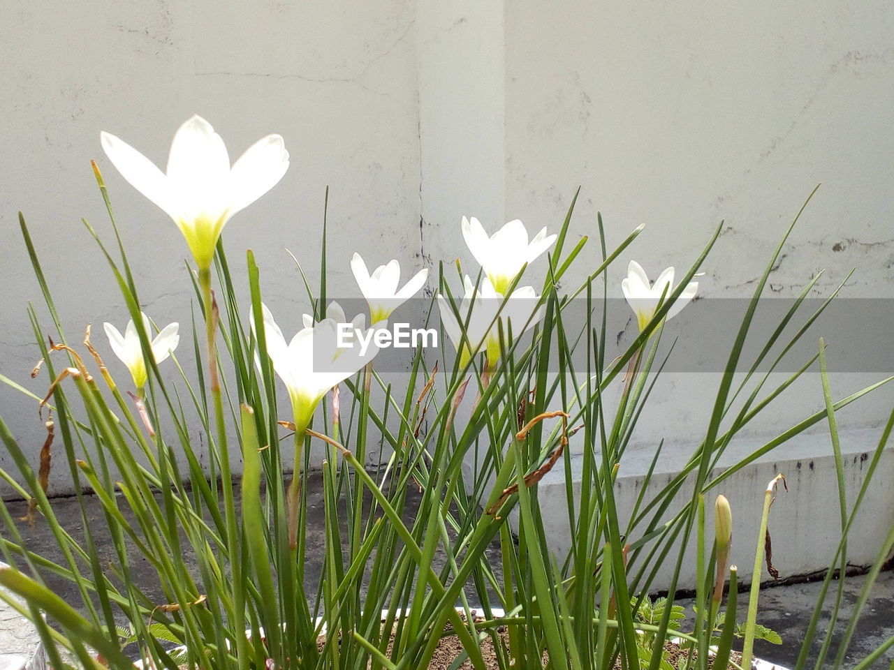 CLOSE-UP OF WHITE FLOWERING PLANTS AGAINST WALL