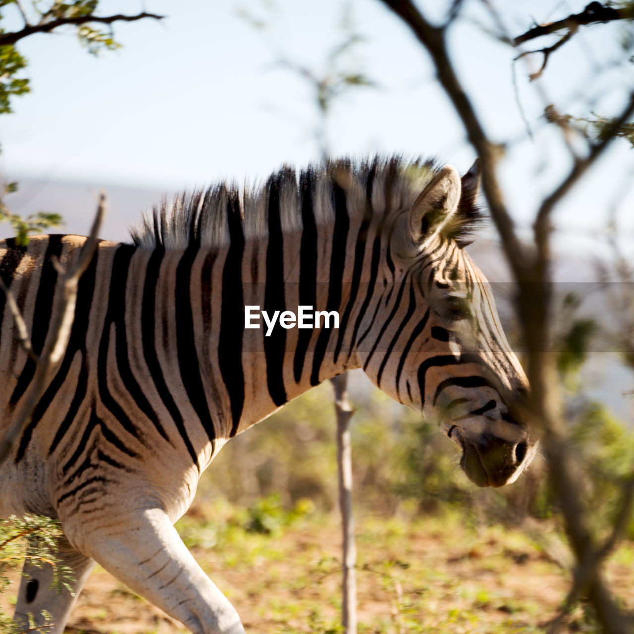 VIEW OF A ZEBRA