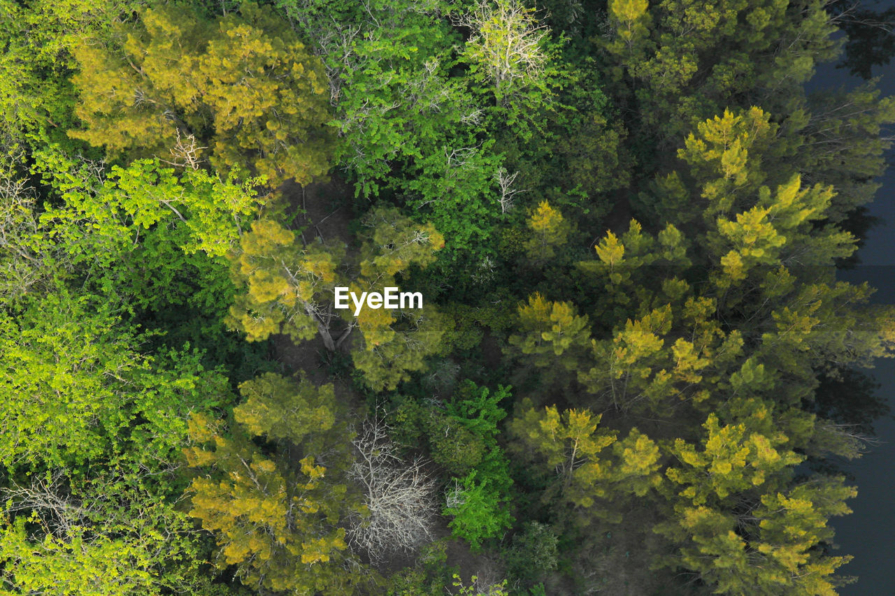 High angle view of trees in forest