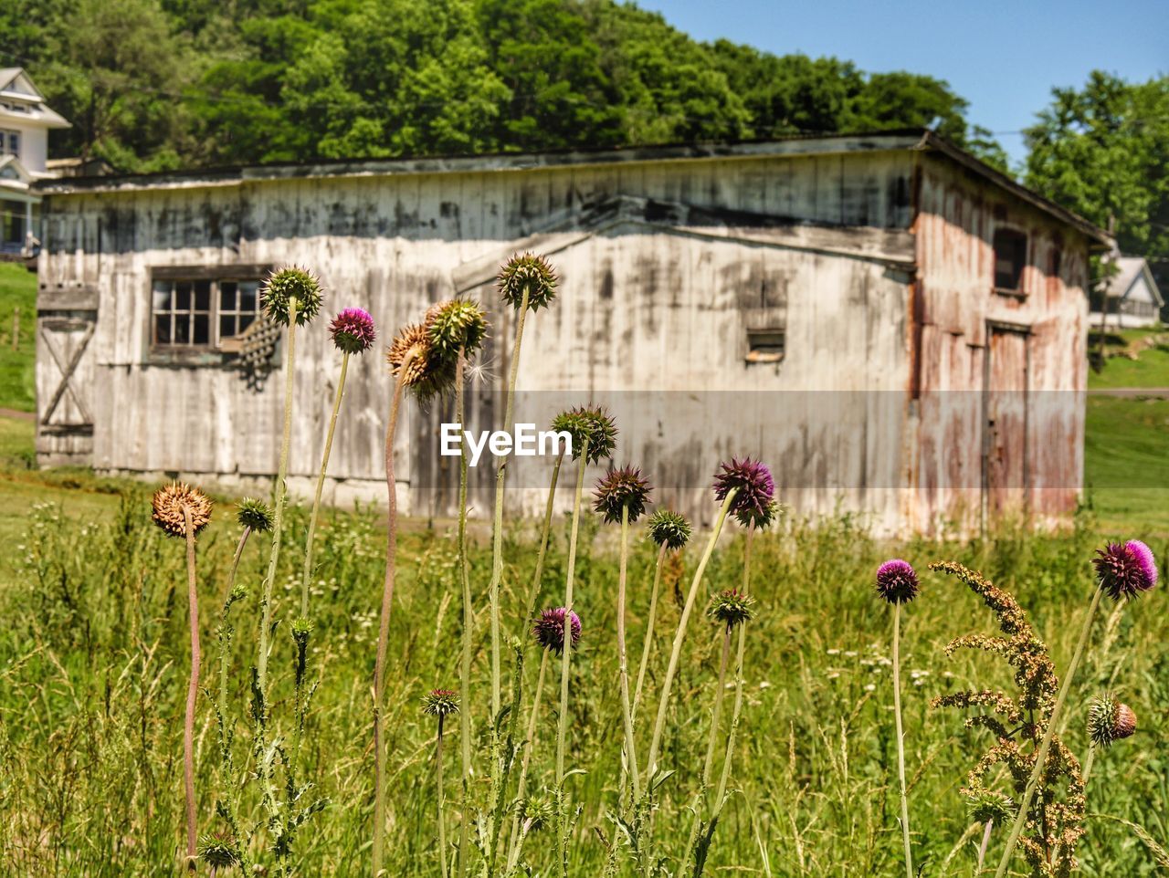 Purple flowers in field against abandoned house during sunny day